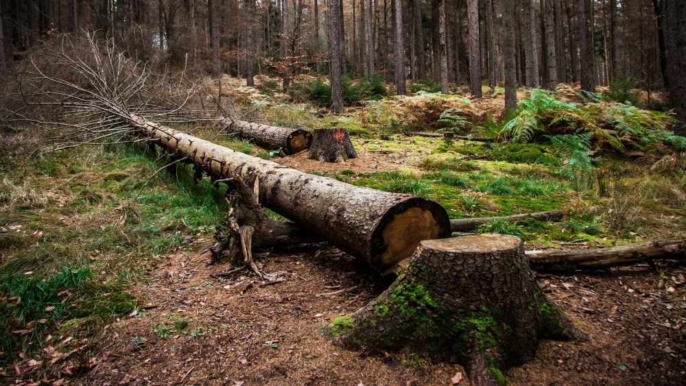 Træfældning i Karlslunde